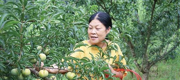 蜂糖李种植条件详解（种植区域气候与气温要求）