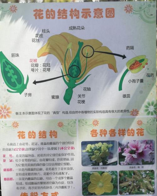 蜂窝煤渣花园，可行吗（探索蜂窝煤渣的潜力）