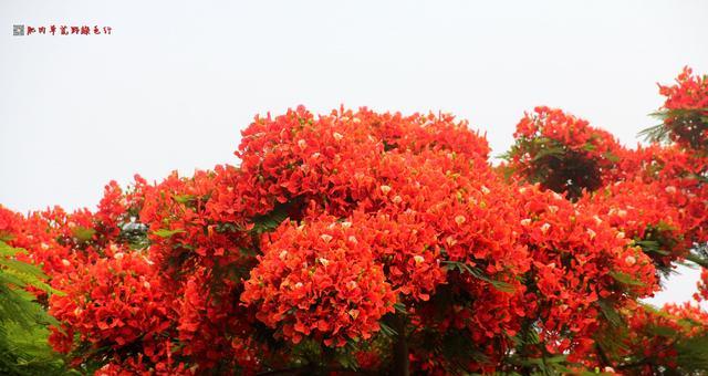 凤凰花的开花季节与习性（盛夏的凤凰花海）