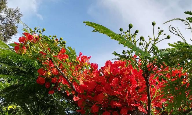 凤凰花的开花季节与习性（盛夏的凤凰花海）