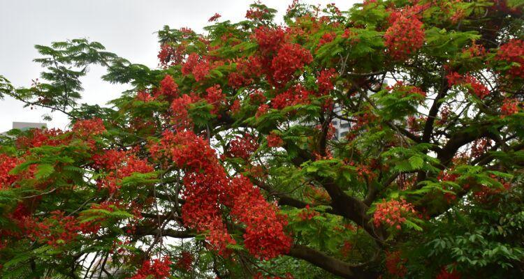 凤凰花——某市的市花（探寻凤凰花的魅力）