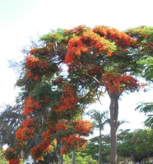 凤凰花——某市的市花（探寻凤凰花的魅力）