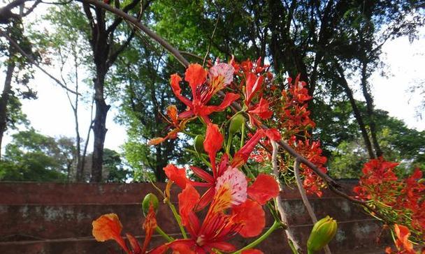 凤凰花——某市的市花（探寻凤凰花的魅力）