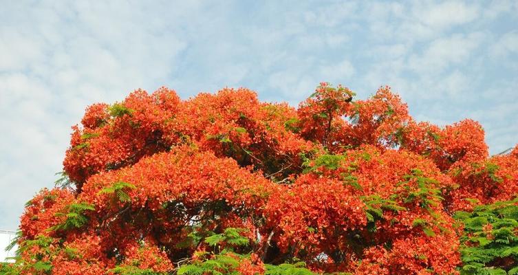 凤凰花（外形与特点）