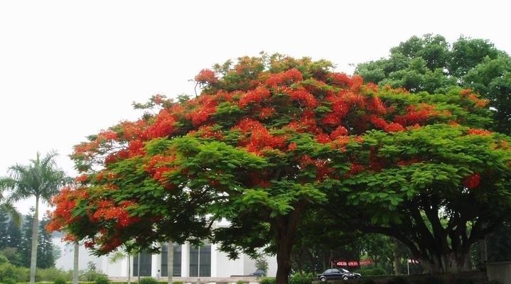 凤凰树的生态习性和适应性剖析（热带植物中的凤凰树特征和分布范围）