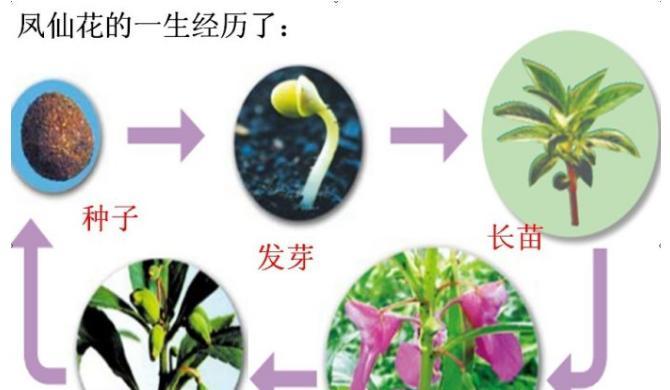 探究凤梨的生长周期（从种子到成熟果实）