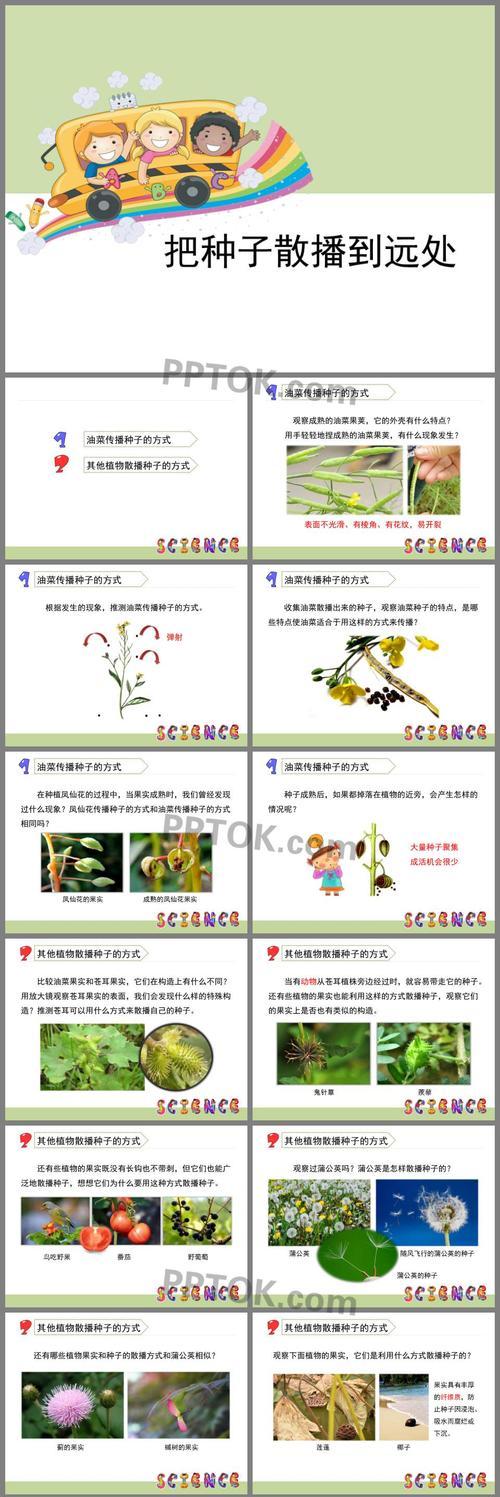 如何正确分株凤梨（分株时间）