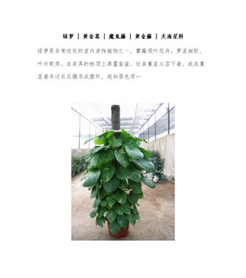 高效凤梨种植技术与管理法（掌握科学的种植技巧）