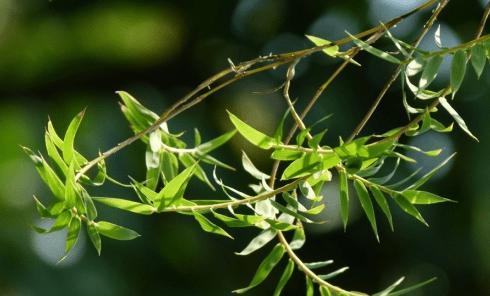 探秘凤尾竹开花之谜（凤尾竹开花样子及关键因素浅析）