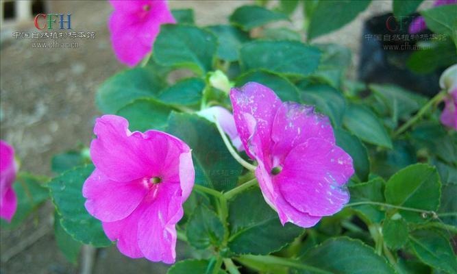 《凤仙花的花语与意义》（探寻凤仙花的神秘魅力）