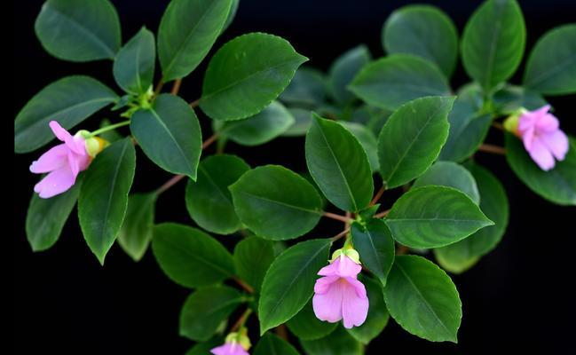 探究凤仙花的花期特点（从开花时间）