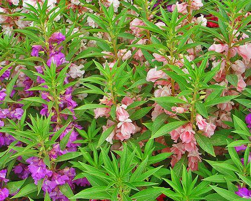 探究凤仙花的花期特点（从开花时间）