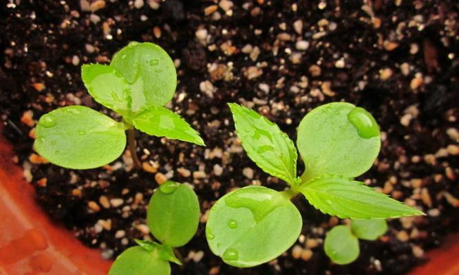 凤仙花如何科学浇水（掌握凤仙花的水分需求）