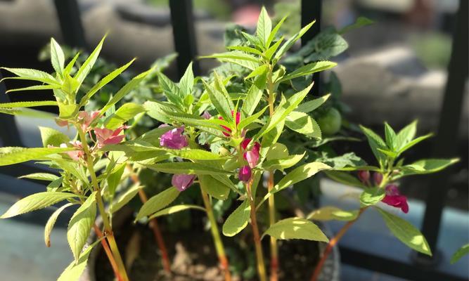 凤仙花的花期和开花季节是什么时候（探究凤仙花开花时间）