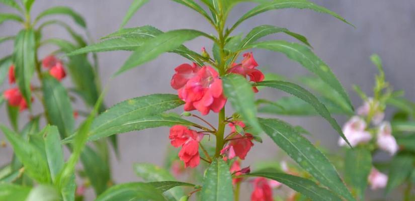 凤仙花的花期和开花季节是什么时候（探究凤仙花开花时间）