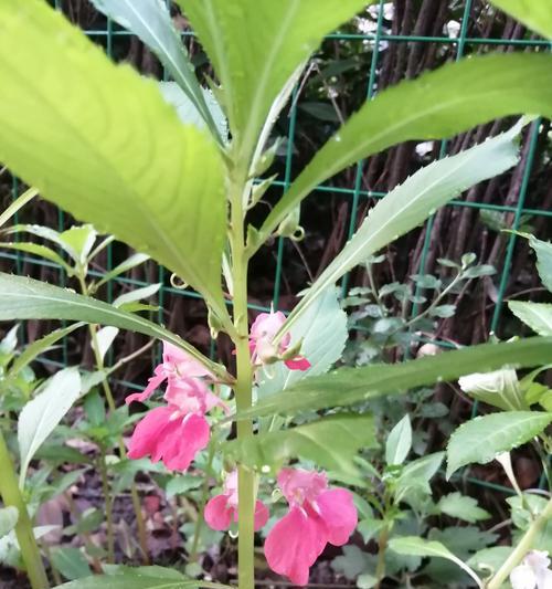 什么地方最适合生长凤仙花（探讨凤仙花的生长环境与条件）