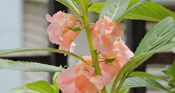 揭秘凤仙花，一种生命力旺盛的常绿植物（探究凤仙花的生长特点和繁殖方法）