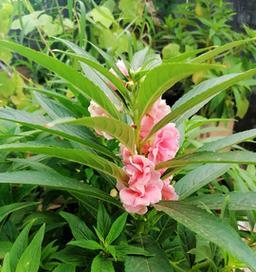 凤仙花的生命年限是多少年（多年生凤仙花）