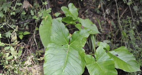 探究凤仙花的生态特性——落叶植物（一探凤仙花的冬眠之谜）