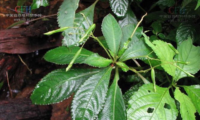 探究凤仙花的生态特性——落叶植物（一探凤仙花的冬眠之谜）