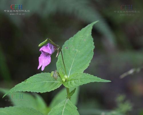 论凤仙花的植物属性（探讨凤仙花是否为木本植物）