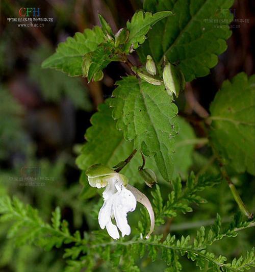 论凤仙花的植物属性（探讨凤仙花是否为木本植物）