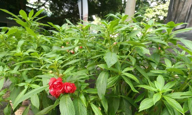 探秘凤仙花（了解凤仙花的生长习性及药用价值）