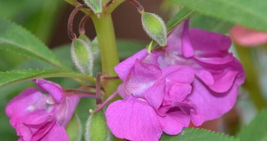 探究凤仙花的花型特征（凤仙花的完全花结构及其特点）