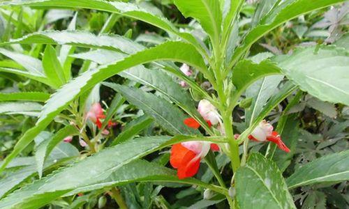 探秘凤仙花——一种独特的多年生草本植物（属于夹竹桃科）