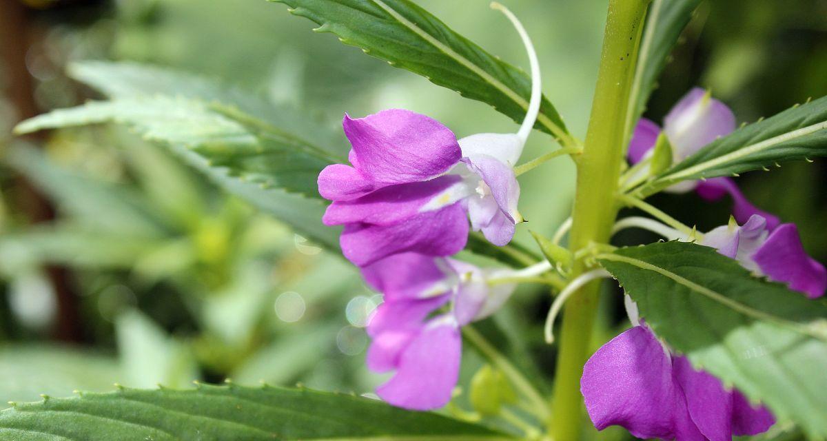 探秘凤仙花——一种独特的多年生草本植物（属于夹竹桃科）