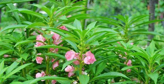 凤仙花的生长习性及喜水特点（喜水植物凤仙花的生长条件）