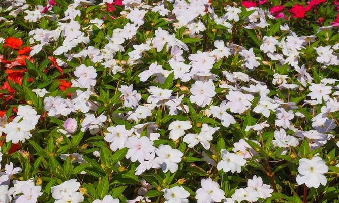 凤仙花喜阴还是喜阳（探究凤仙花生长环境偏好及养护技巧）