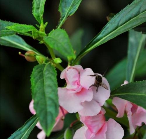 探究凤仙花叶子发蔫原因及补救方法（解析凤仙花叶子发蔫的根源及如何应对）