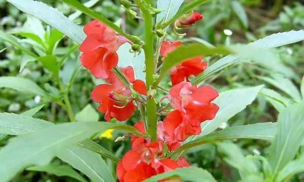 凤仙花——一年四季盛放的美丽之花（品味凤仙花的不同魅力）