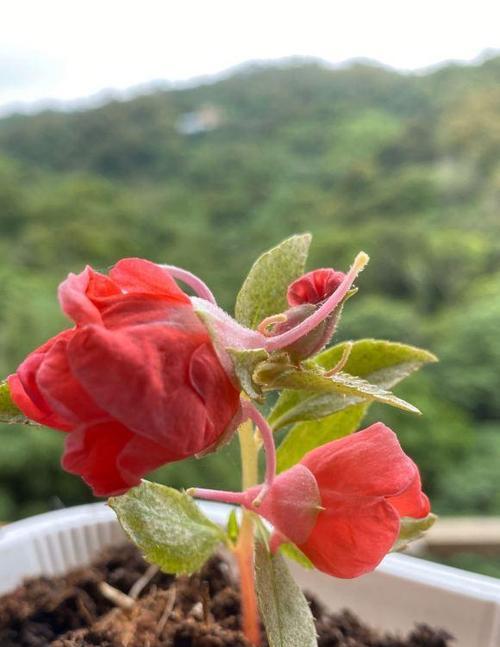 探寻凤仙花种子的奥秘（凤仙花的种植方法与繁殖技巧）