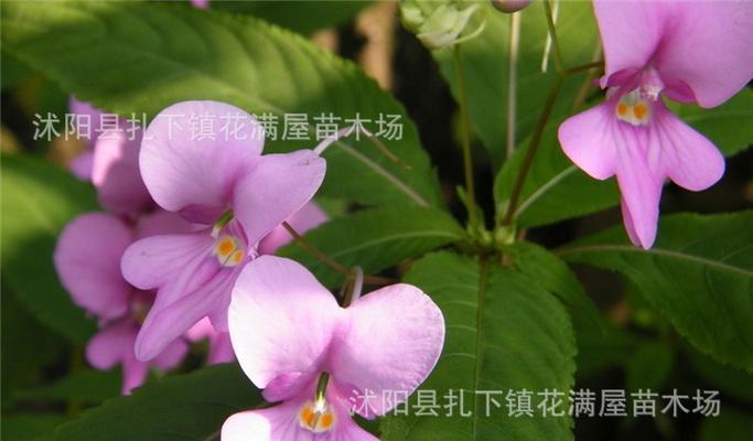 探寻凤仙花种子的奥秘（凤仙花的种植方法与繁殖技巧）