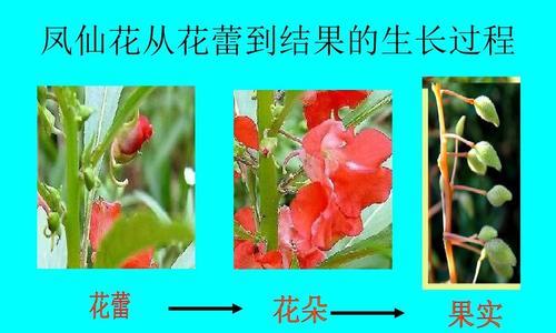 如何正确地养护凤仙花过冬（过冬养殖要点）