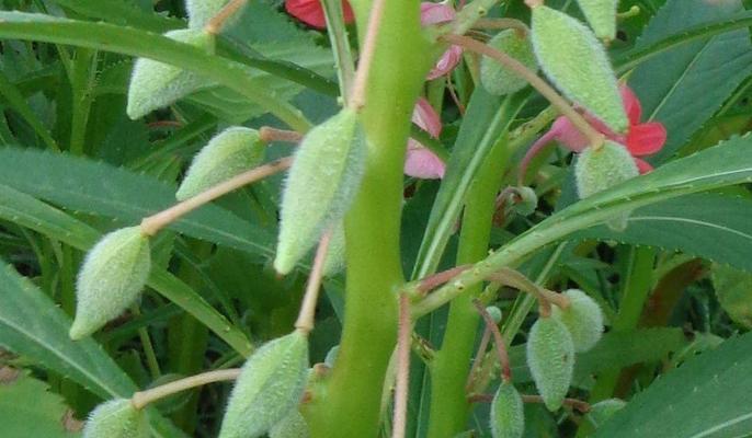 如何留种凤仙花（一步一步教你留好凤仙花种子）