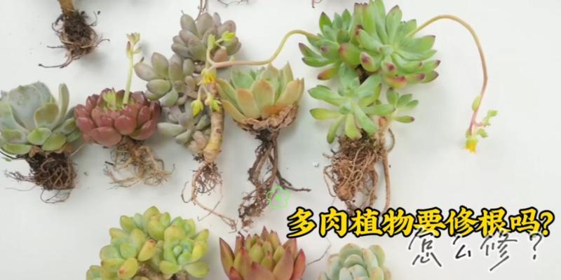 修根从容，花开无忧——凤仙花修根指南（凤仙花）