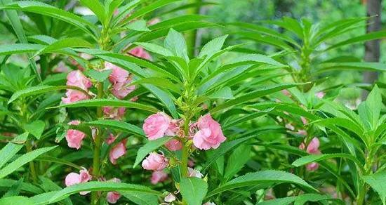 凤仙花的种植方法和注意事项（让你的凤仙花健康生长）