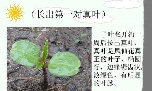 种植凤仙花，发芽时间要注意（掌握种子发芽的技巧）