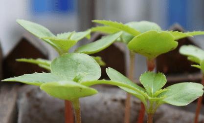 如何种植凤仙花种子（详细步骤教你成功种植凤仙花）