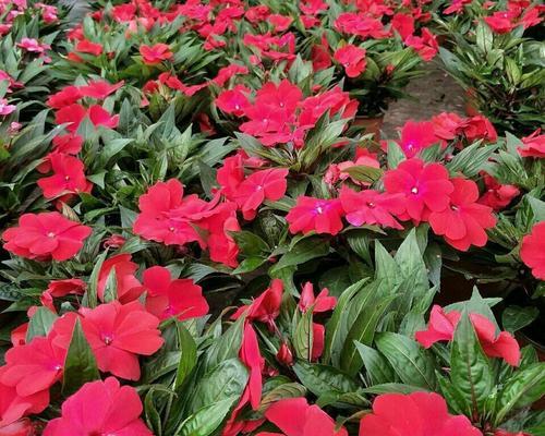 凤仙花开花季节及花期（探访凤仙花的开花季节和生长习性）