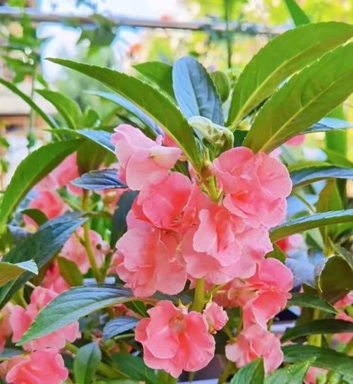 凤仙花开花季节及花期（探访凤仙花的开花季节和生长习性）