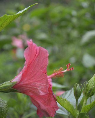 赏花之美——扶桑花的魅力（探寻扶桑花的形态与特点）