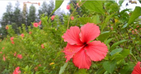 解读扶桑花的意义和象征（探寻扶桑花的文化内涵与美学价值）