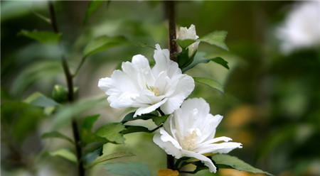 扶桑花冬天会冻死吗（探究扶桑花的耐寒能力及保护措施）