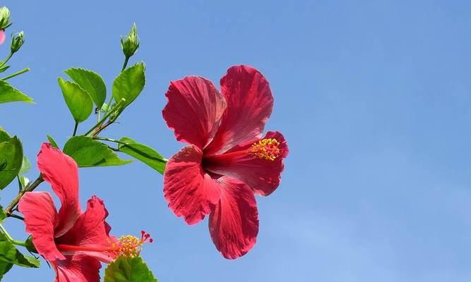 扶桑花的浇水频率（合适的浇水时间和方法）