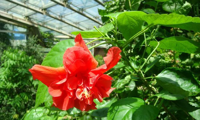 扶桑花根系发达的原因（探究扶桑花根系的特点及适应环境）