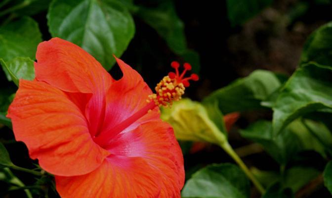 探究扶桑花和芙蓉花的真实身份（揭开扶桑花和芙蓉花的神秘面纱）